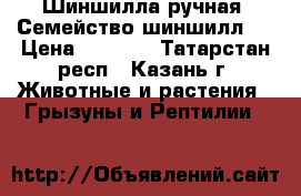 Шиншилла ручная. Семейство шиншилл.  › Цена ­ 1 000 - Татарстан респ., Казань г. Животные и растения » Грызуны и Рептилии   
